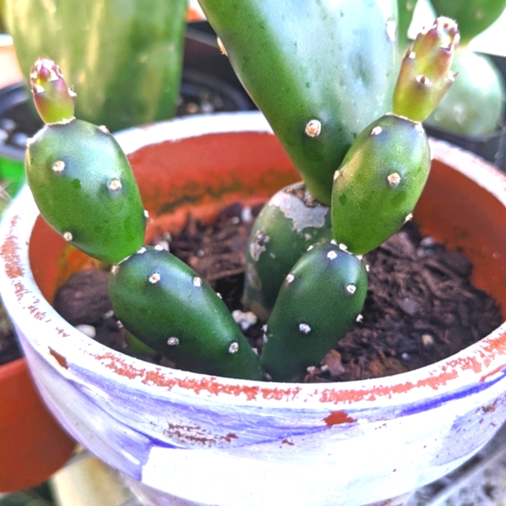 Opuntia canterae elata 2-4 Inch Live Plant